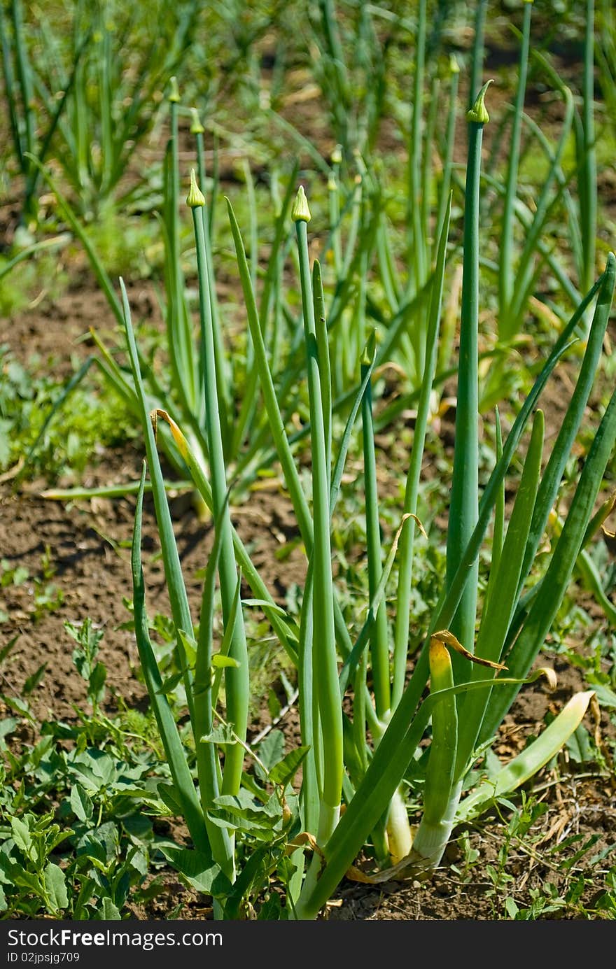 Onions Growing On The Garden Plot