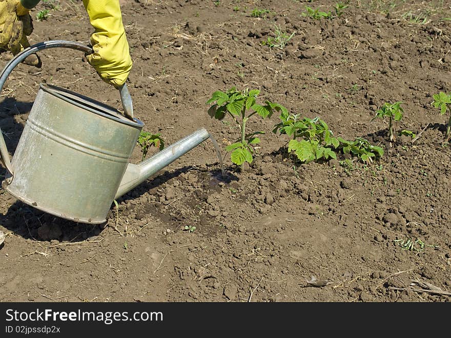 Watering of a raspberrycane in a hot day