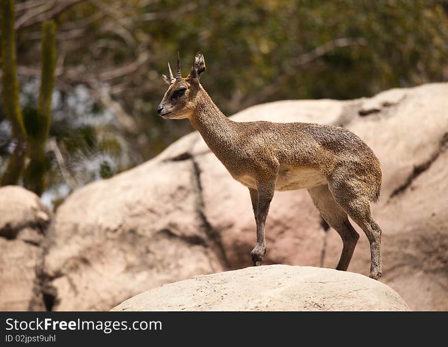 Rock-Dancing Cliff Springer, Klipspringer