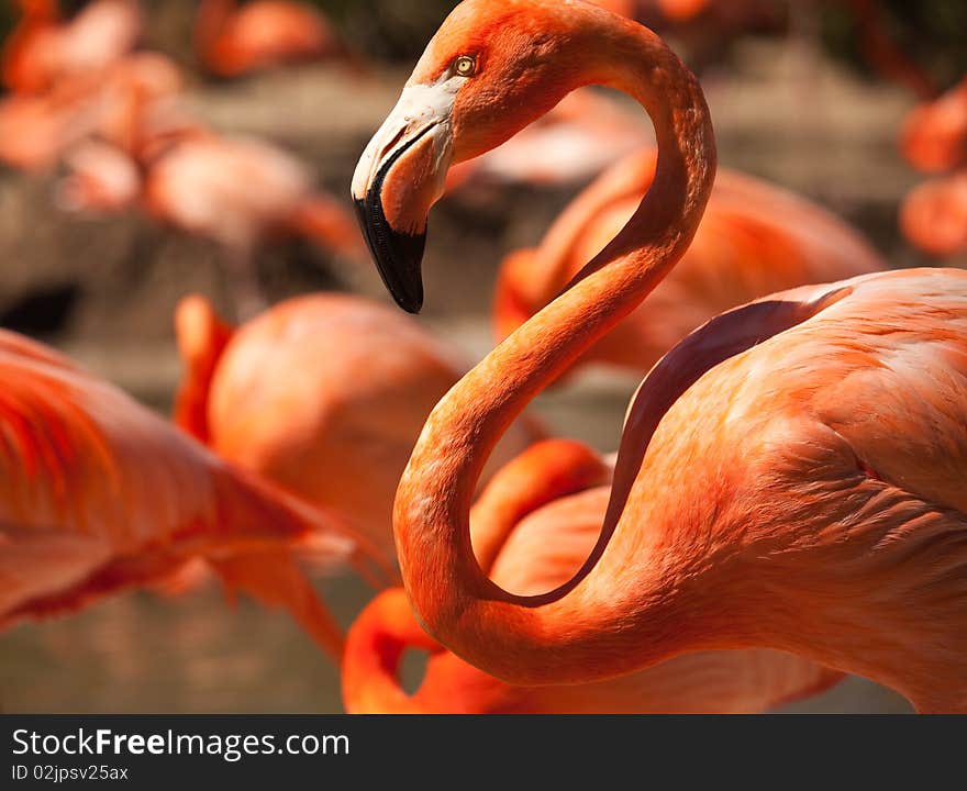 Flock Of Beautiful Flamingos