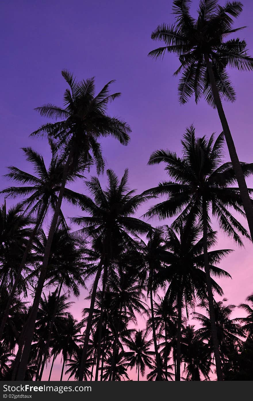 A silhouette photo of coconut tree in evening. A silhouette photo of coconut tree in evening