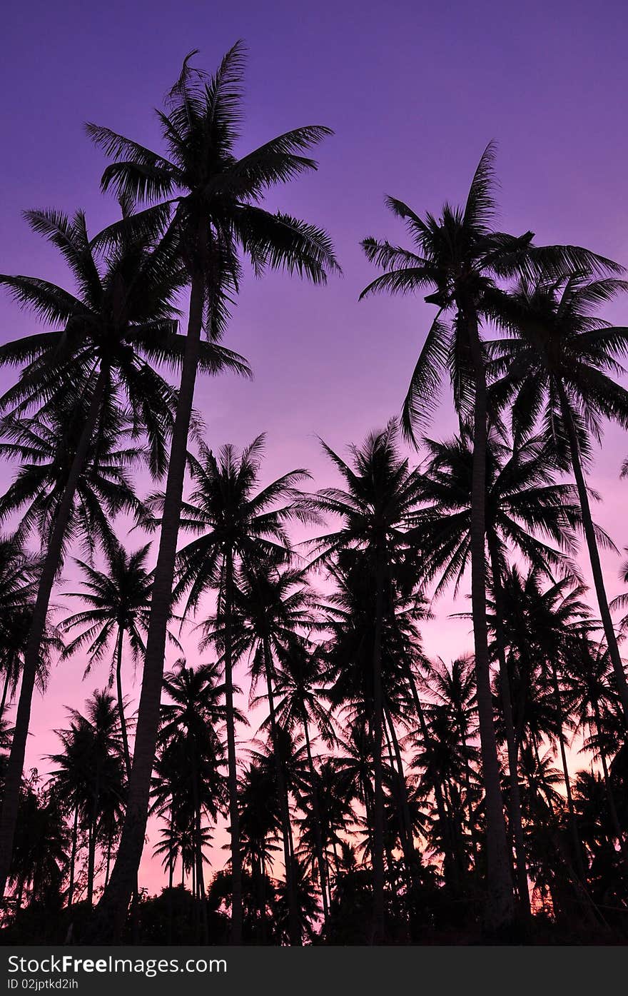 A silhouette photo of coconut tree in evening. A silhouette photo of coconut tree in evening