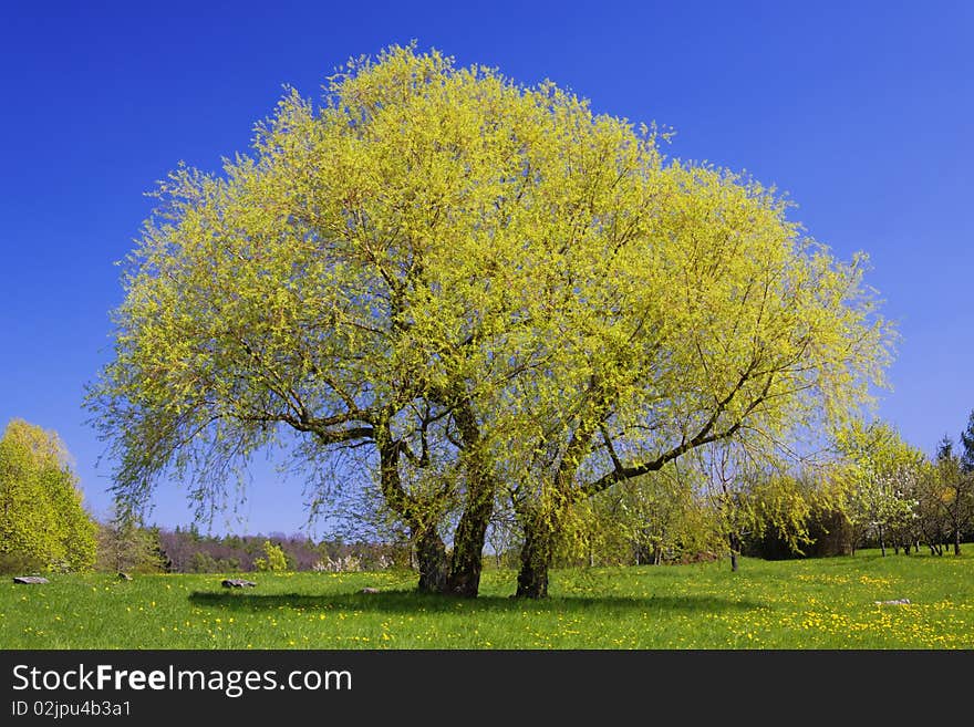 Flowering tree in spring in the meadow