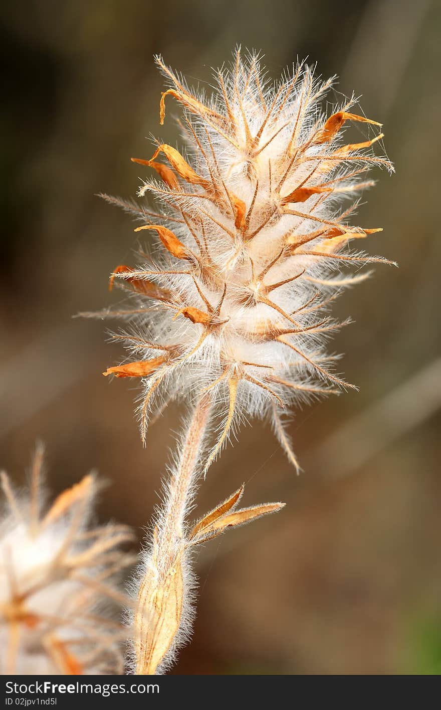 Plant with dense white hairs, Israel. Plant with dense white hairs, Israel