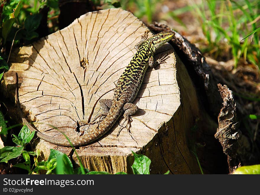 a lizard warms up on an old trunk in the spring sun. a lizard warms up on an old trunk in the spring sun