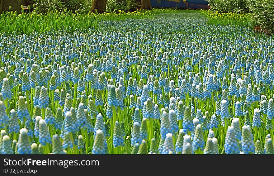 Common grape-hyacinths