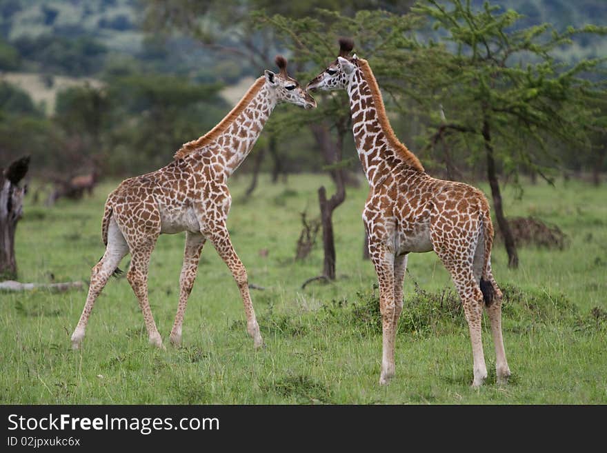 Giraffes