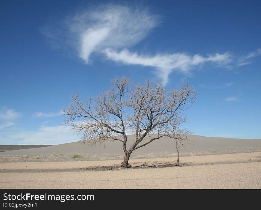 Tree in Idaho Desert