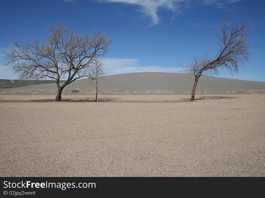 Trees in Idaho Desert