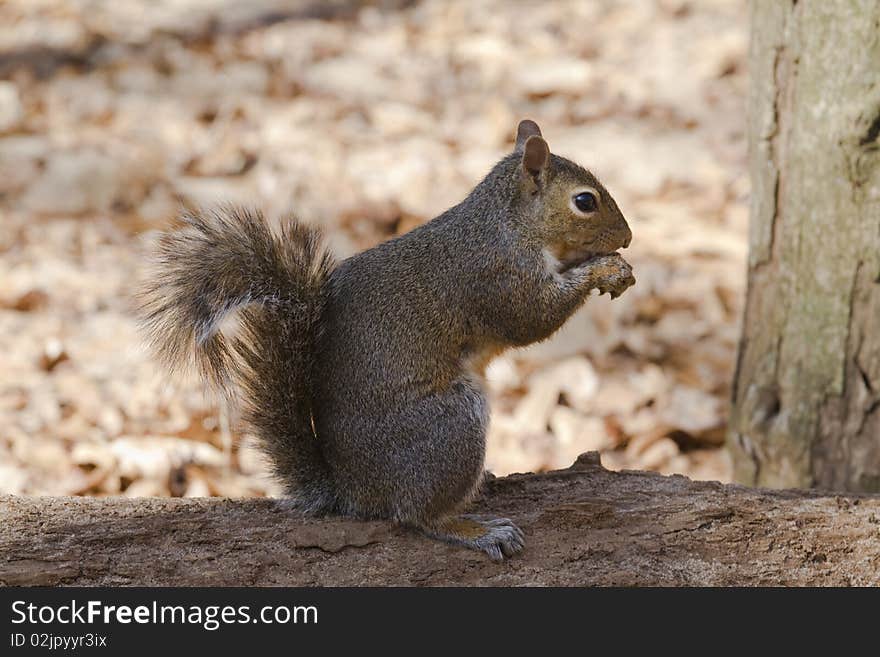 Squirrel sitting on the tree, ready to jump. Squirrel sitting on the tree, ready to jump