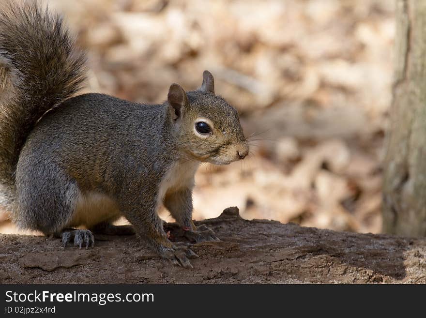 Squirrel sitting on the tree, ready to jump. Squirrel sitting on the tree, ready to jump