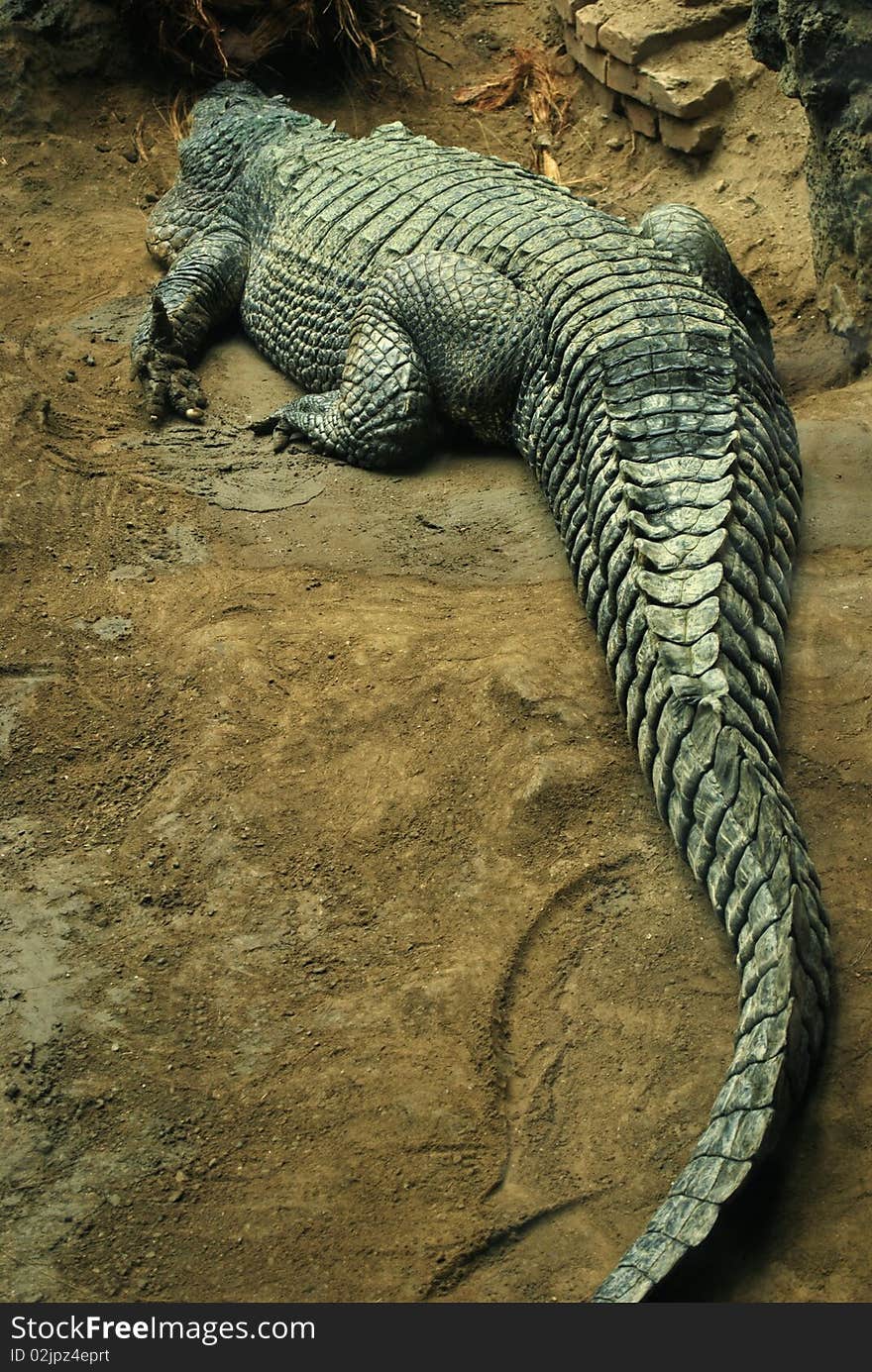 A crocodile crawling along the river side.