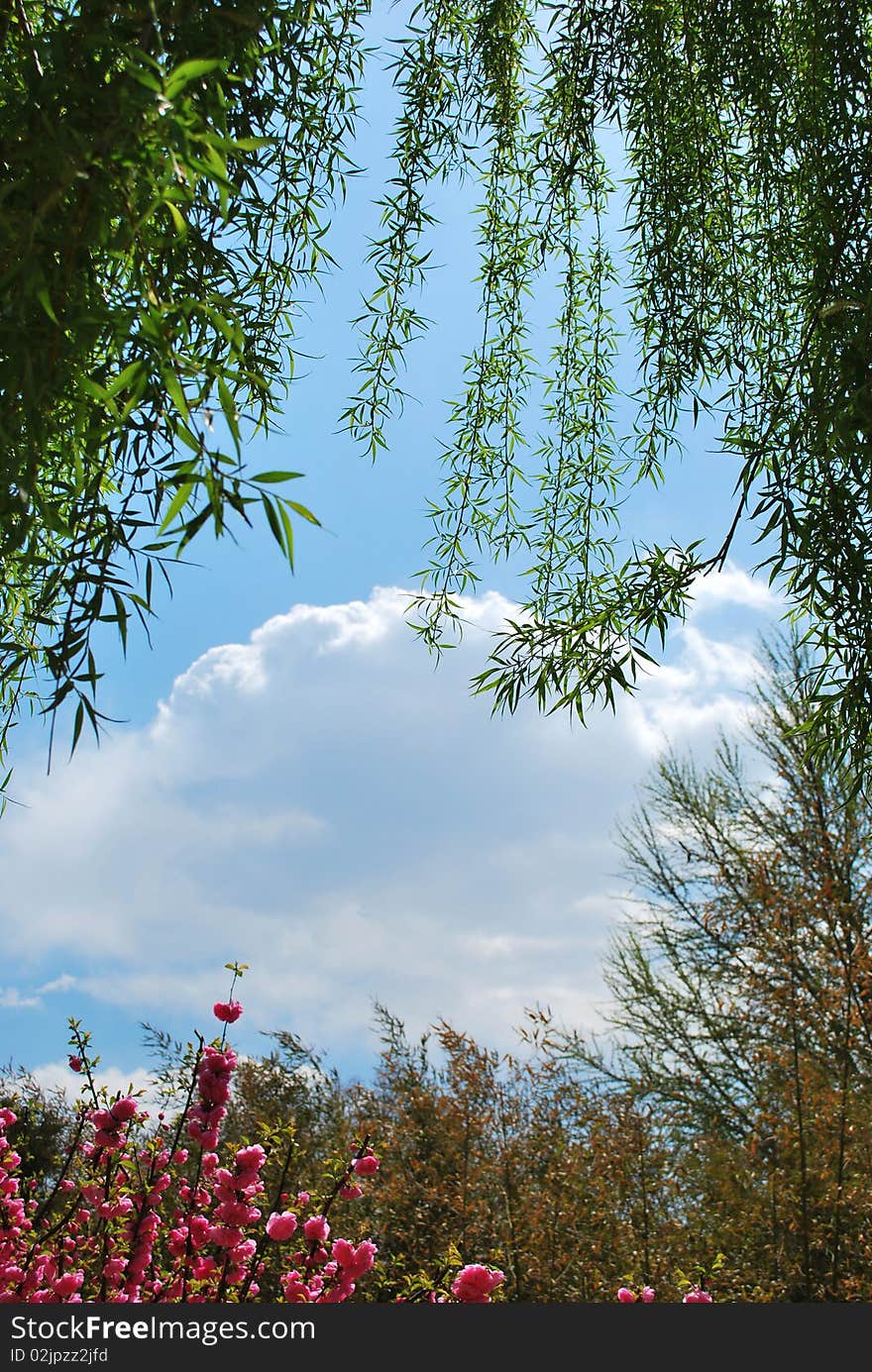 Cloud decorated blue sky in a park. Cloud decorated blue sky in a park.