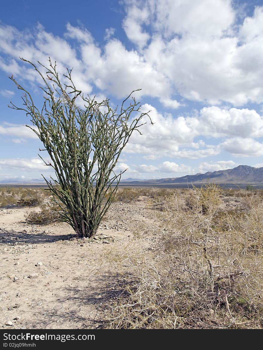 Ocotillo Tree