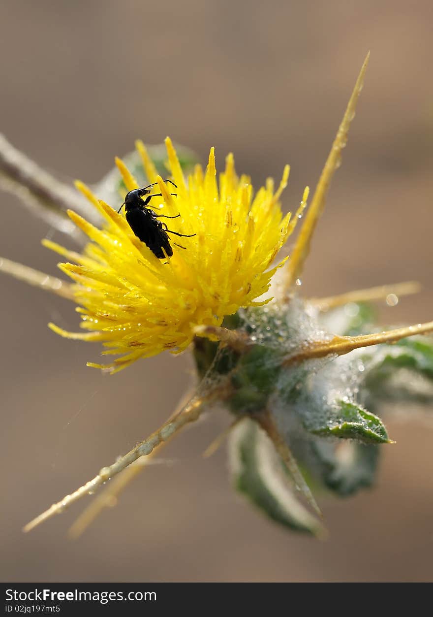 A beetle on the prickly flower.