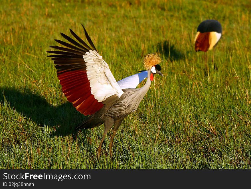 Black Crowned Crane