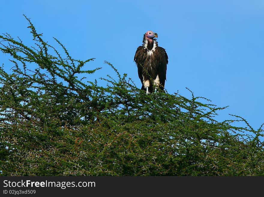 Lappet Faced Vulture