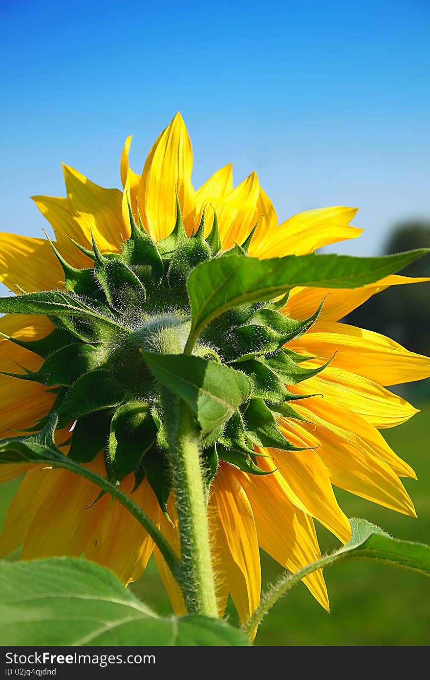 Closeup on fresh sunflower in the garden