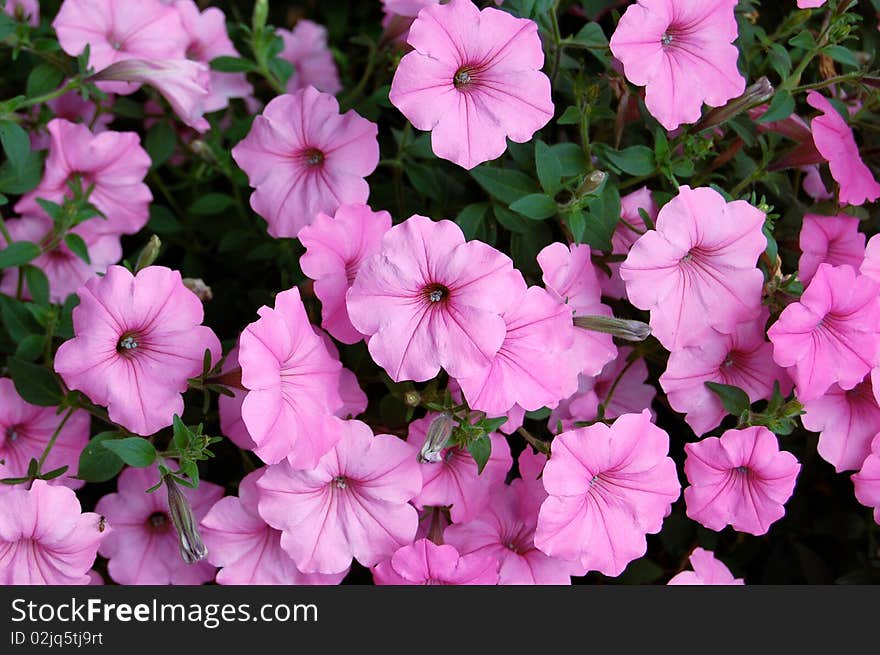 Pink Flower Background