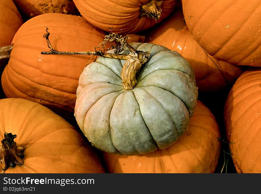 White Pumpkin