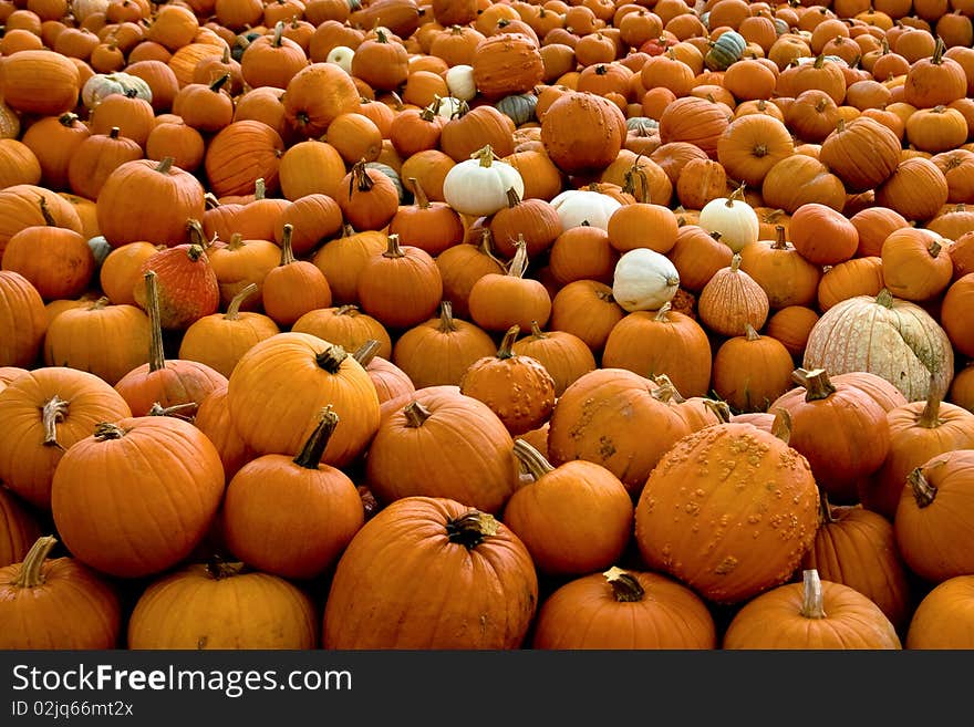 Pumpkin Patch