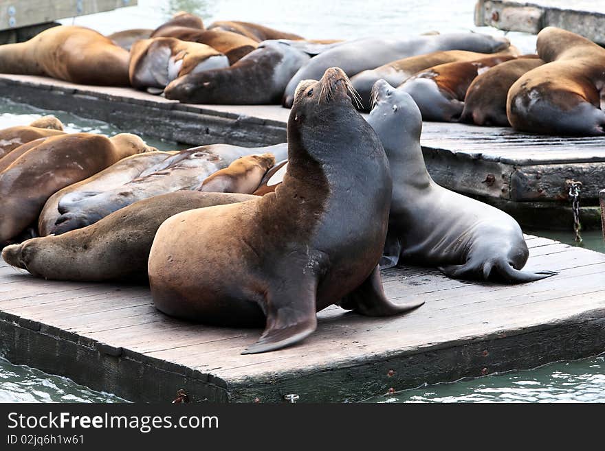 Picture of sealion taken on bay of the Fisherman's Wharf.San Francisco.USA. Picture of sealion taken on bay of the Fisherman's Wharf.San Francisco.USA