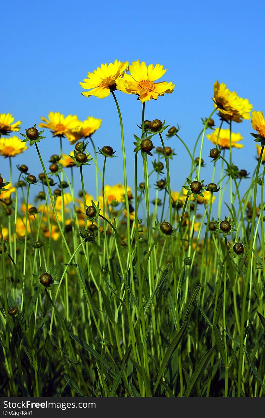 Yellow flower over blue sky background. Yellow flower over blue sky background