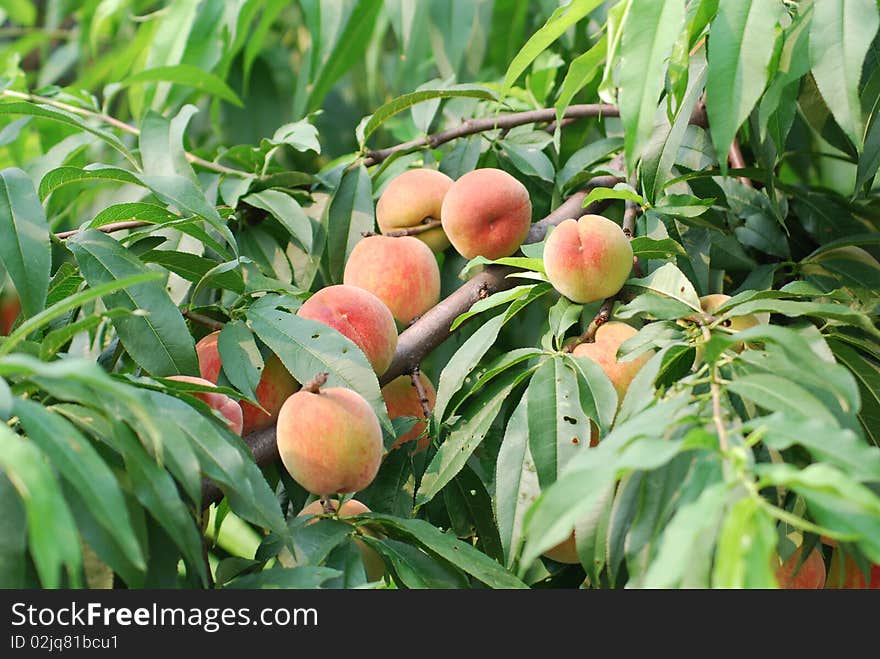 Peach tree with peach fruit on it