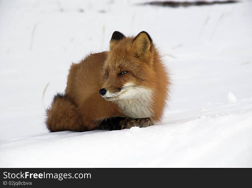 The red fox, in a habitat of dwelling. Russia. Kamchatka. The red fox, in a habitat of dwelling. Russia. Kamchatka.