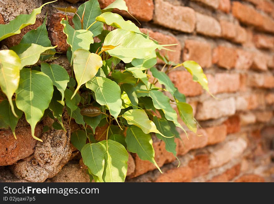 Boddhi tree On Chiang Mai wall. Boddhi tree On Chiang Mai wall.