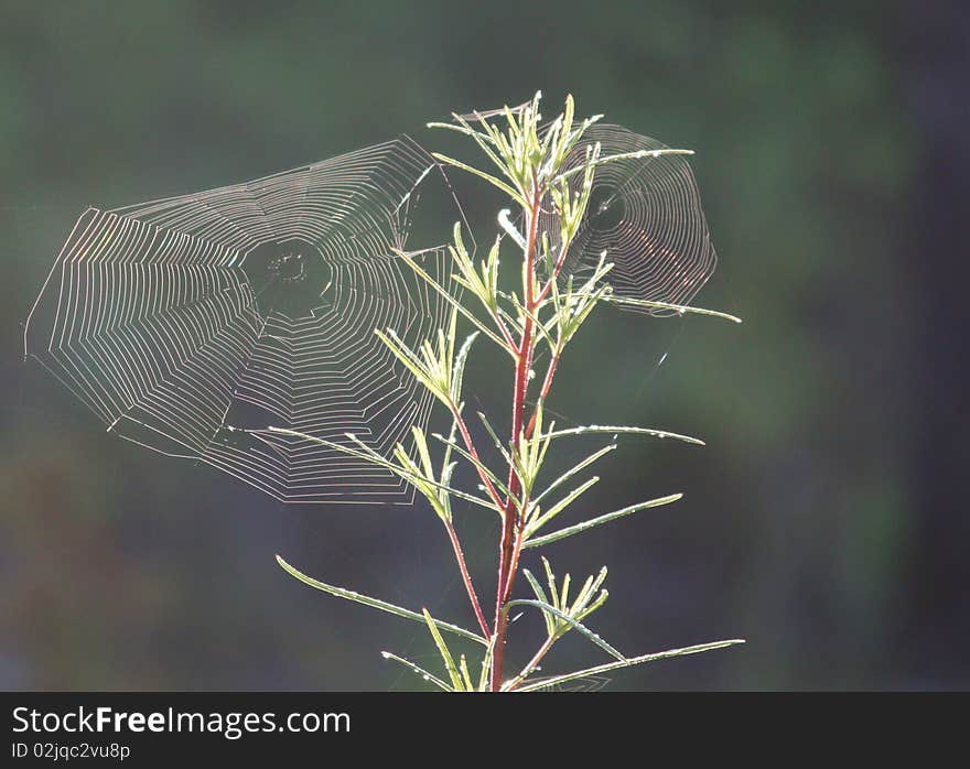 Spiderwebs  are intricately weaved into a tall plant. Spiderwebs  are intricately weaved into a tall plant.