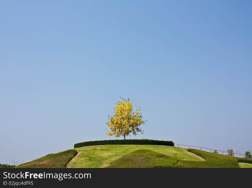 A Tree On A Small Hill