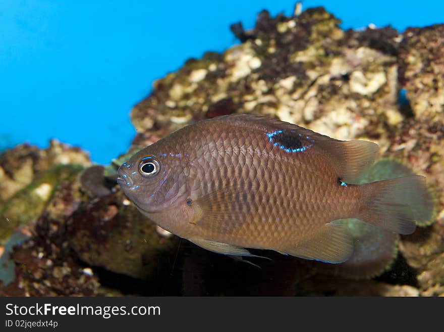 Brown Tropical fish in Aquarium