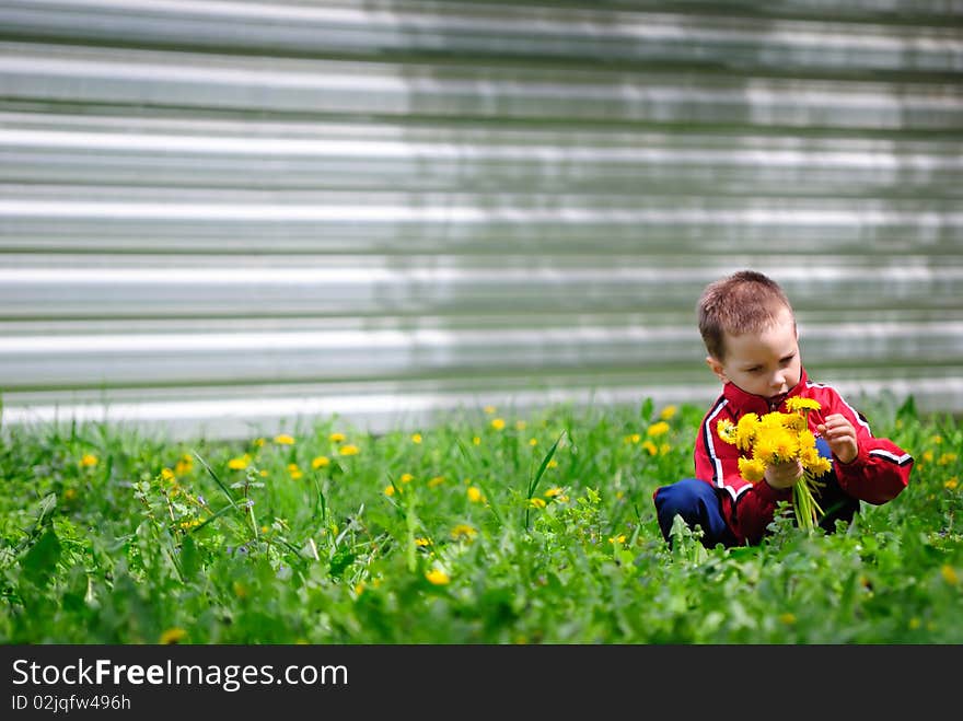 The boy collects dandelions