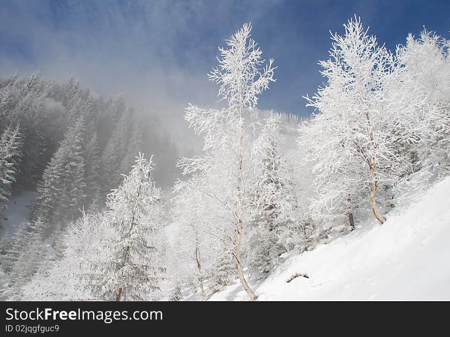 Trees against the sky