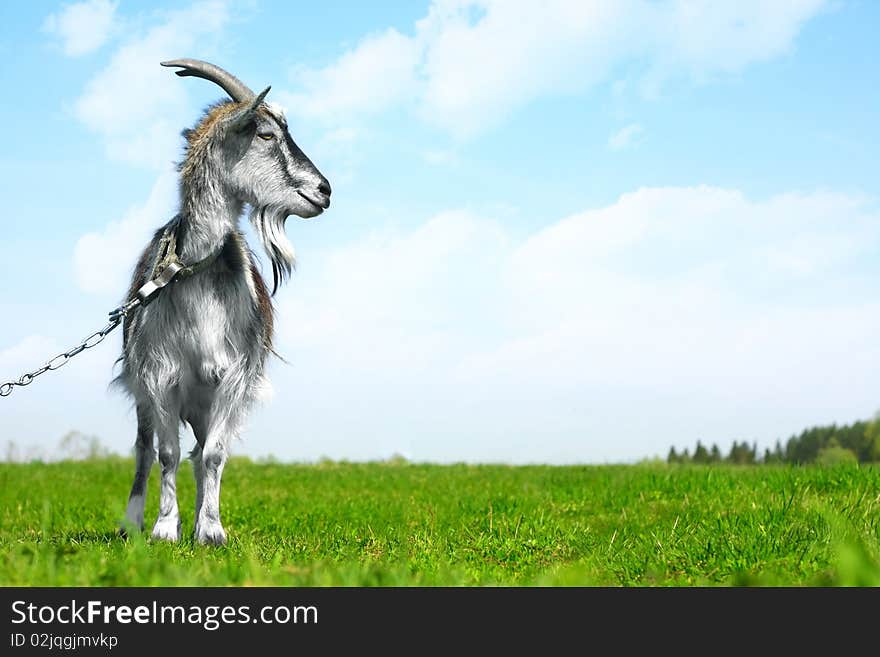 Goat on leash on green grass over blue sky with clouds