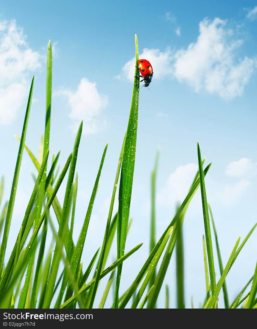 Red ladybird walking on green grass blade