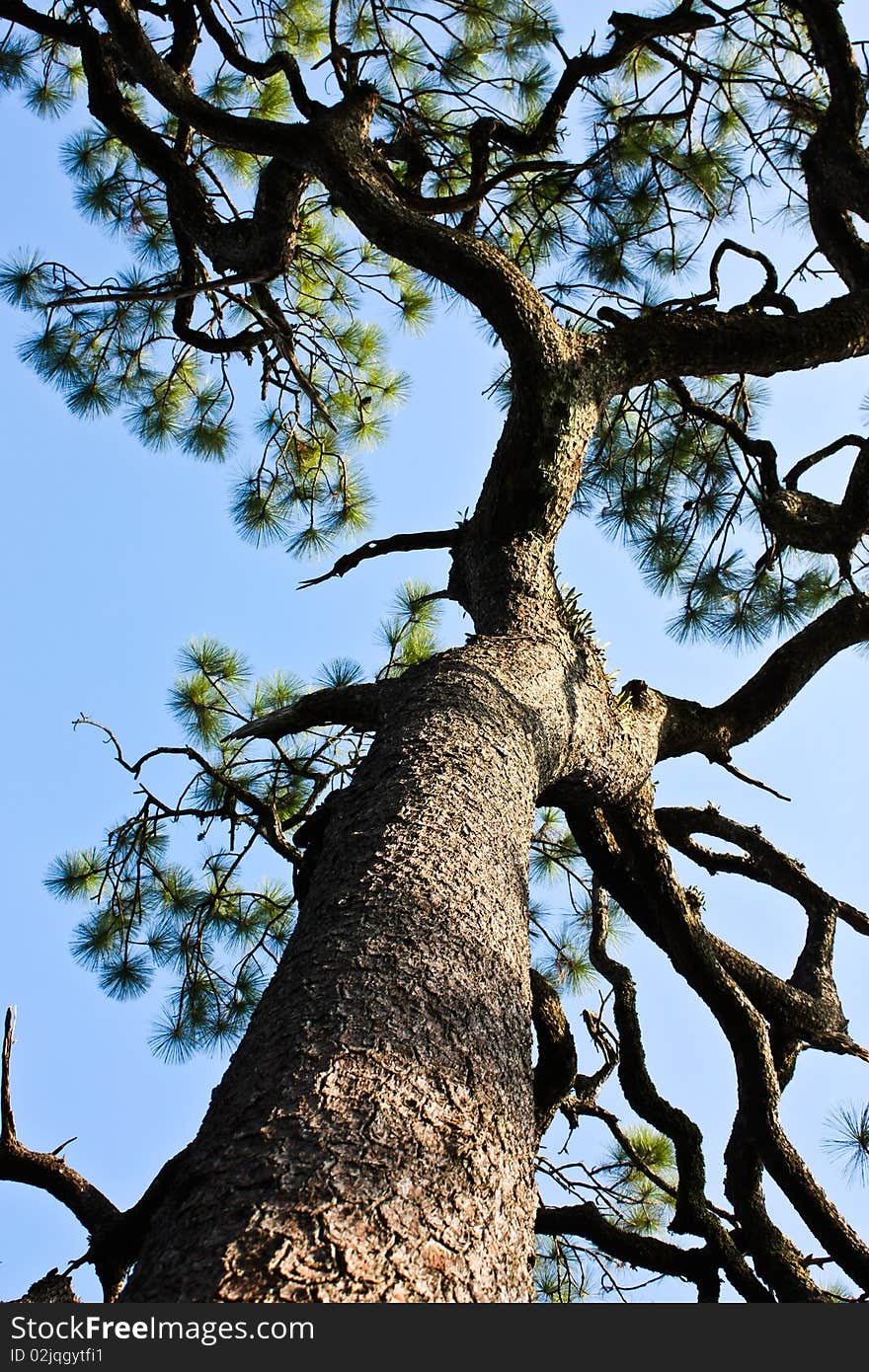 See the ramification of the tree. See the ramification of the tree.