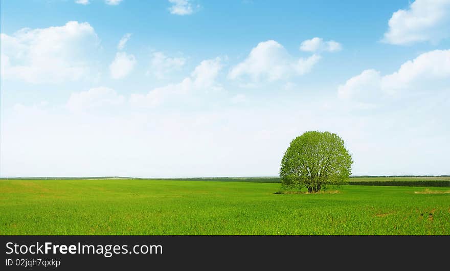 Alone tree on green meadow and blue sky with clouds