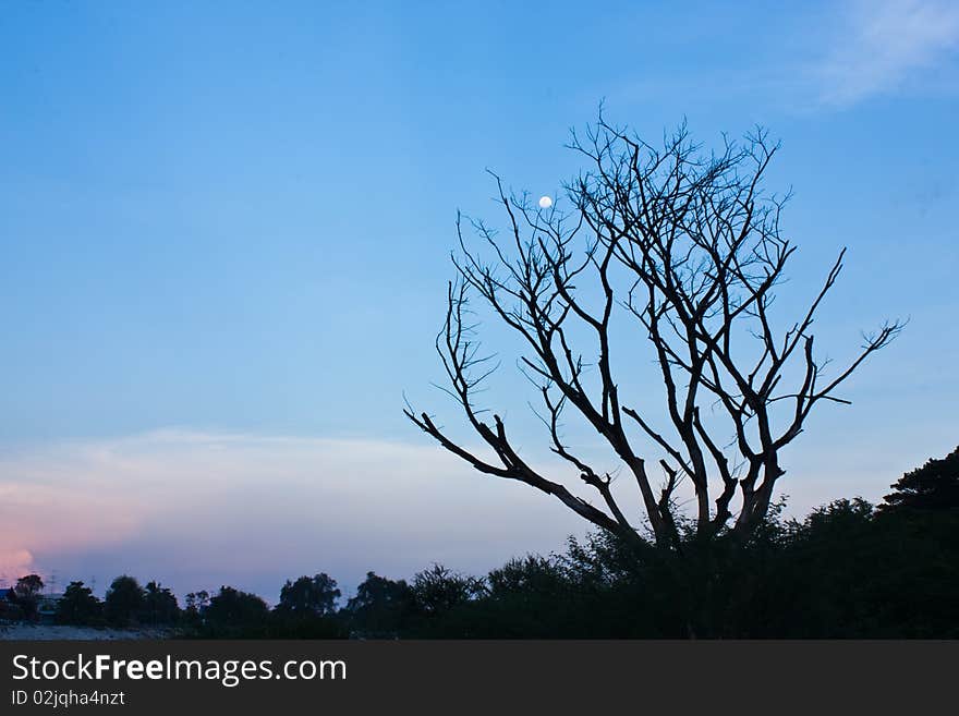 Remains of dead trees naturally. Remains of dead trees naturally.