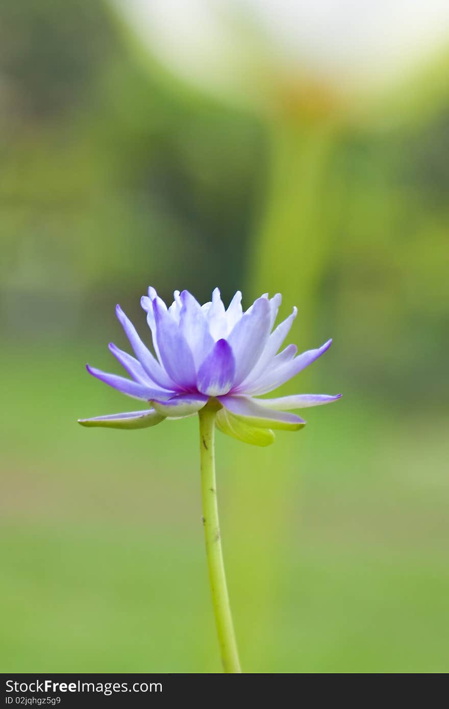 Lotus On Green Background.