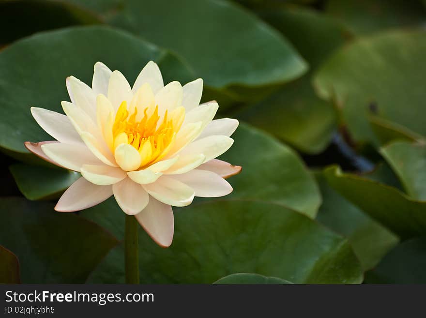 Lotus bloom in the morning. Lotus bloom in the morning.