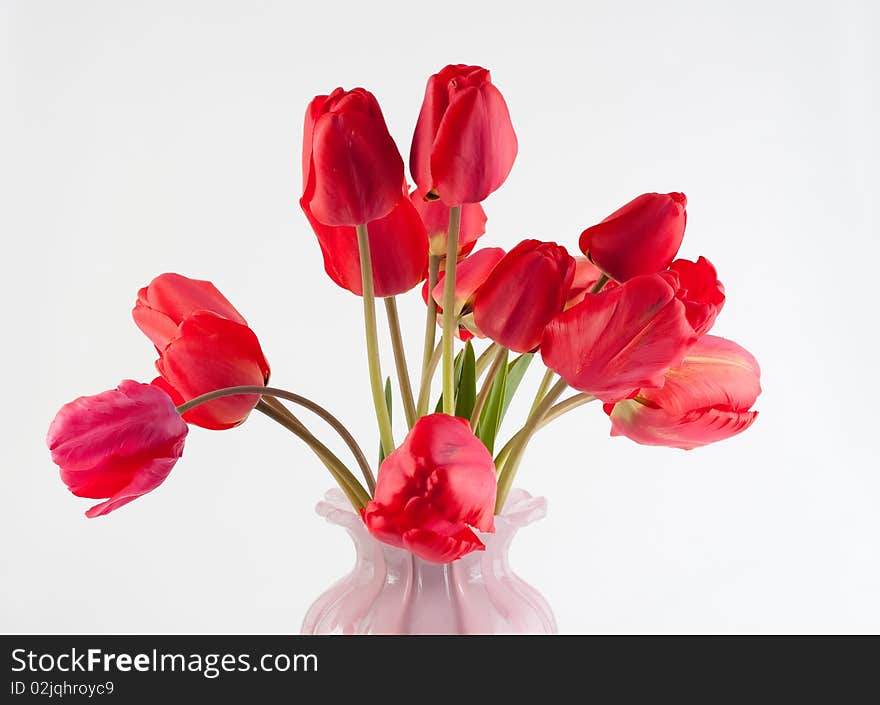 Tulips in a vase on white background isolated