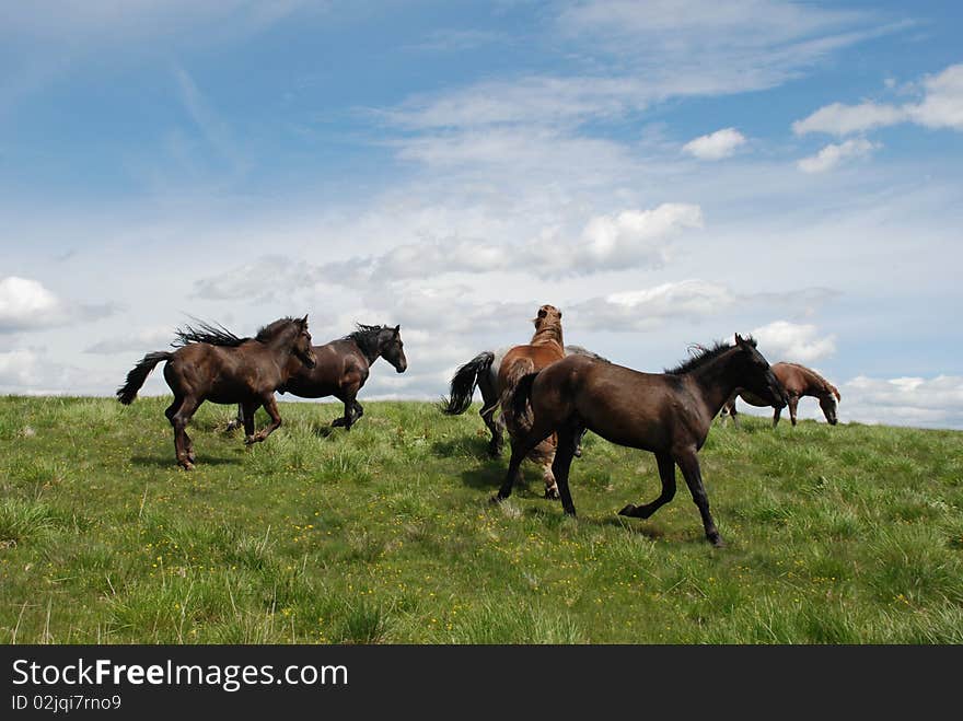 Group of horses in movement on a summer hillside. Group of horses in movement on a summer hillside