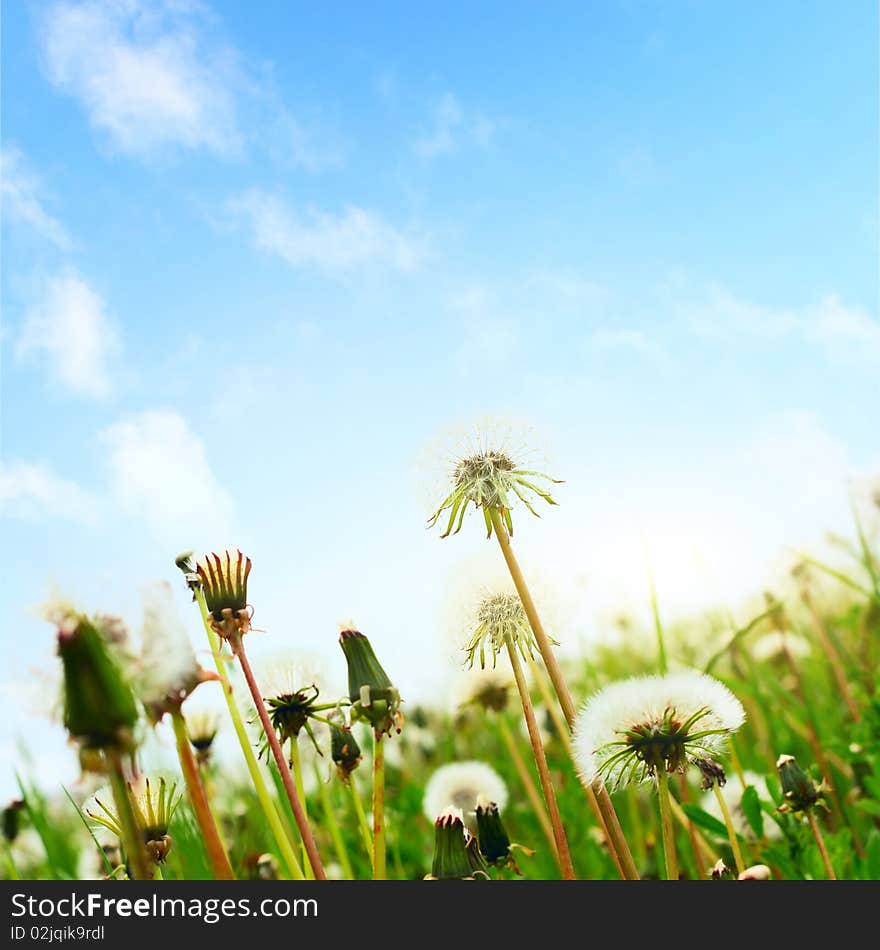 Fluffy dandelions on meadow and blue sky with clouds