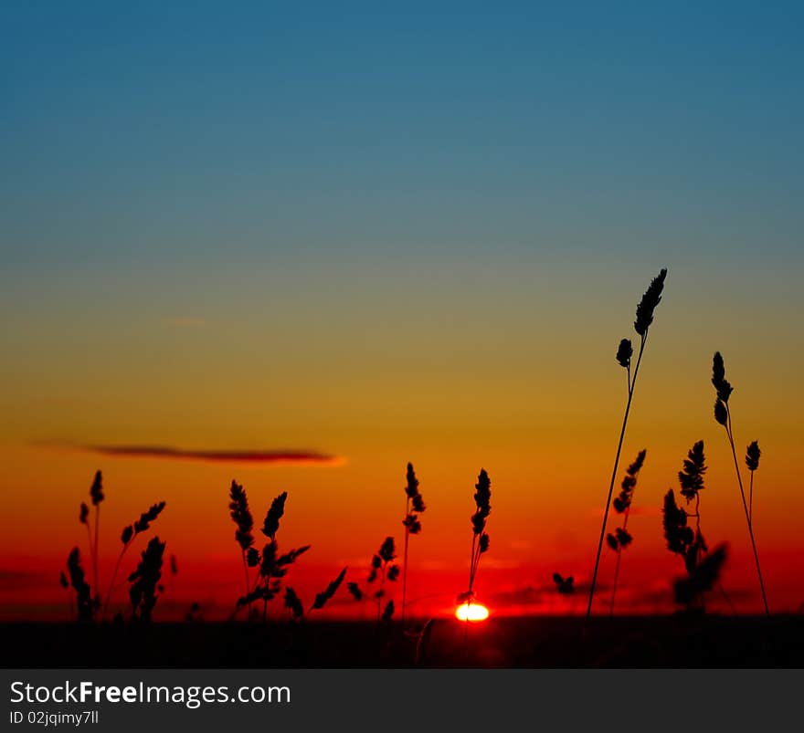 Sunrise in rural field with herbs