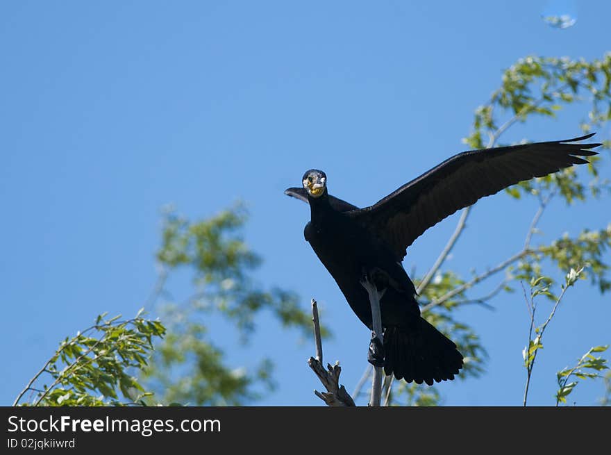 Great Cormorant on a branch