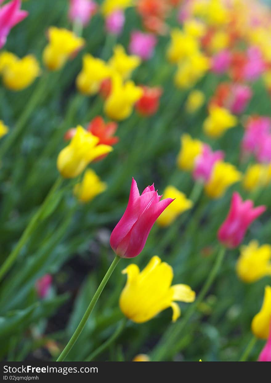 Colorful tulips in the spring