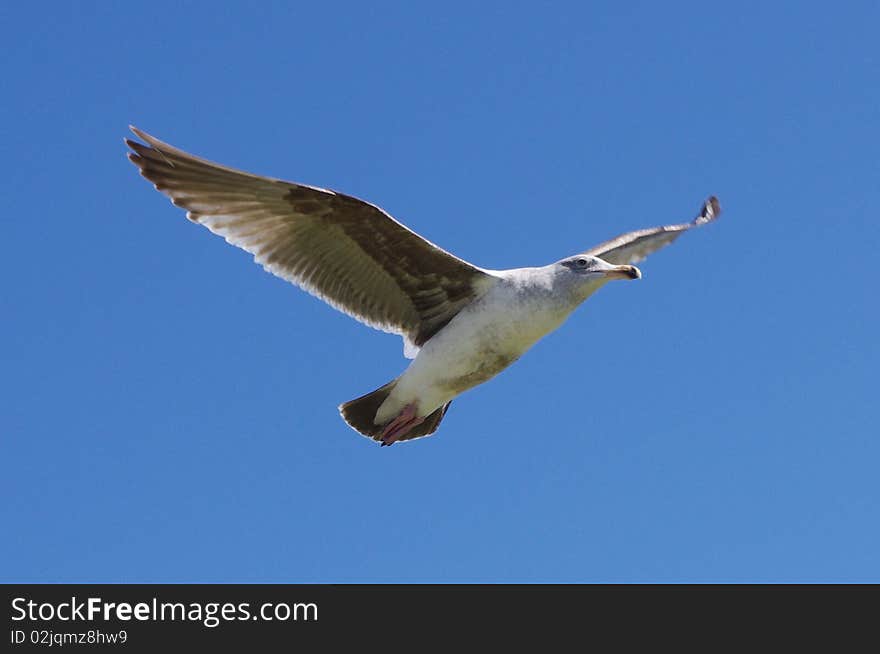 A Flying Seagull With Solid Blue Sky