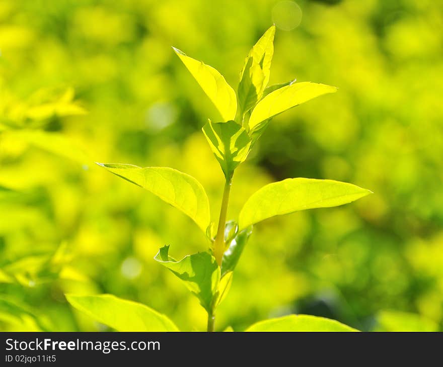 The slow growth of leaves